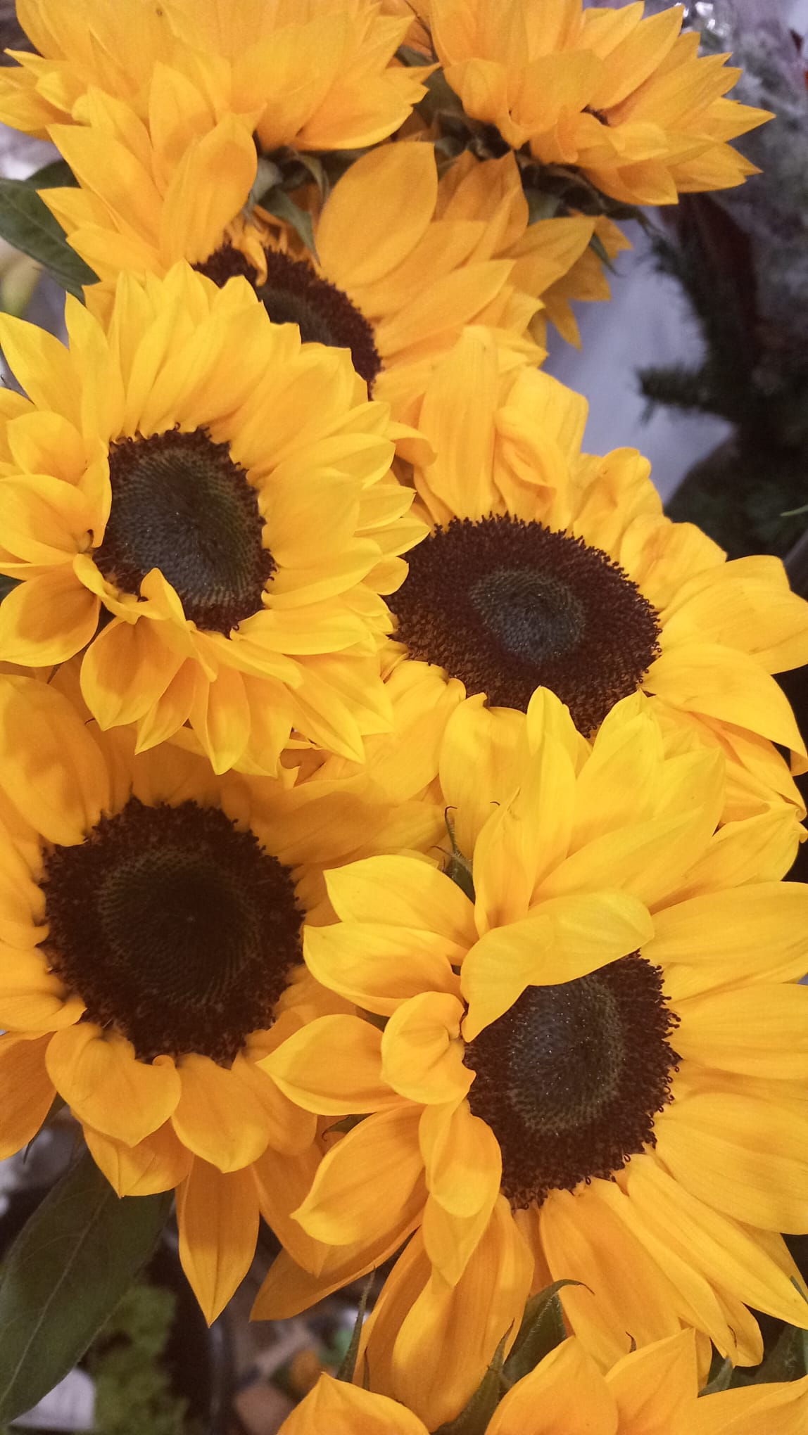 ramo de girasoles y margaritas en leon