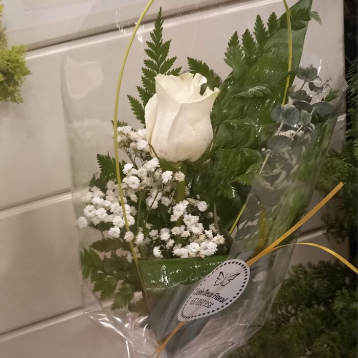 Rosa Blanca en León